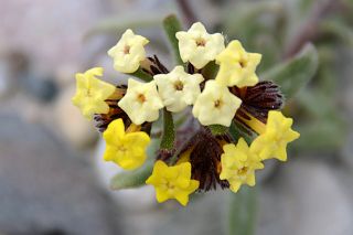 25 Yellow Flowers Close Up At Kerqin Camp In The Shaksgam Valley On Trek To K2 North Face In China